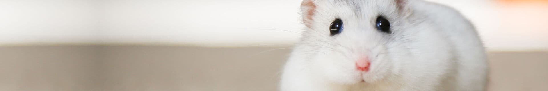Dvärghamster iFokus