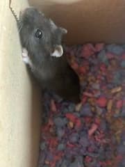 Könsbestämning av hamster 