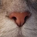 jollycox